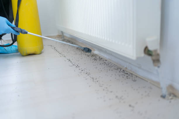 Best Rat Extermination Near Me  in Belvedere, SC