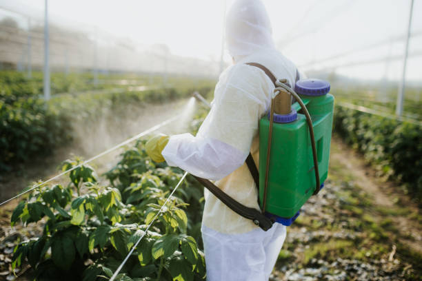 Best Local Pest Control Services  in Belvedere, SC